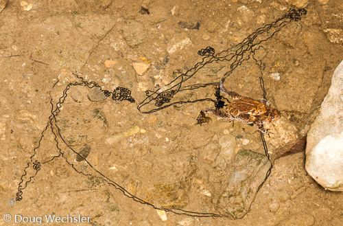 American toads mating and laying eggs